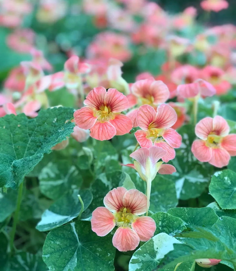 Nasturtium French Barrette